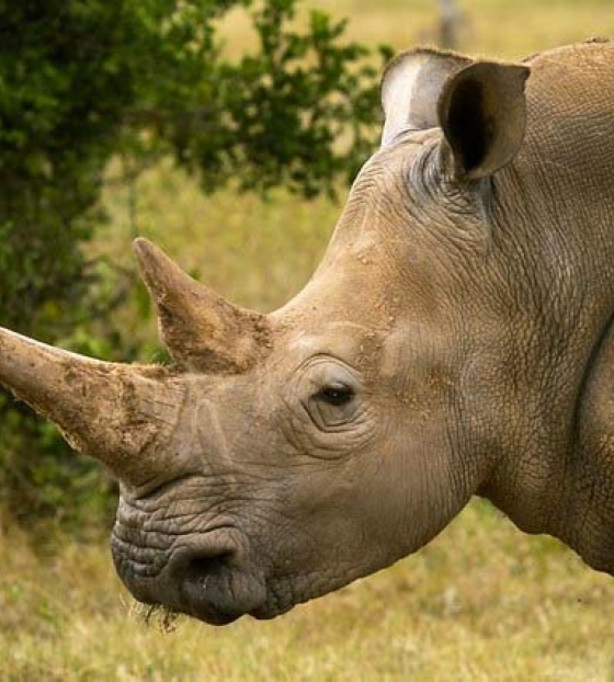 Farmy místo zbraní 